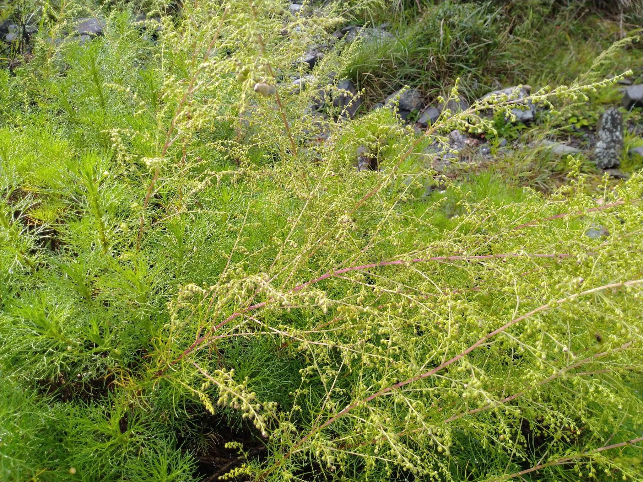 Image of Artemisia morrisonensis Hayata