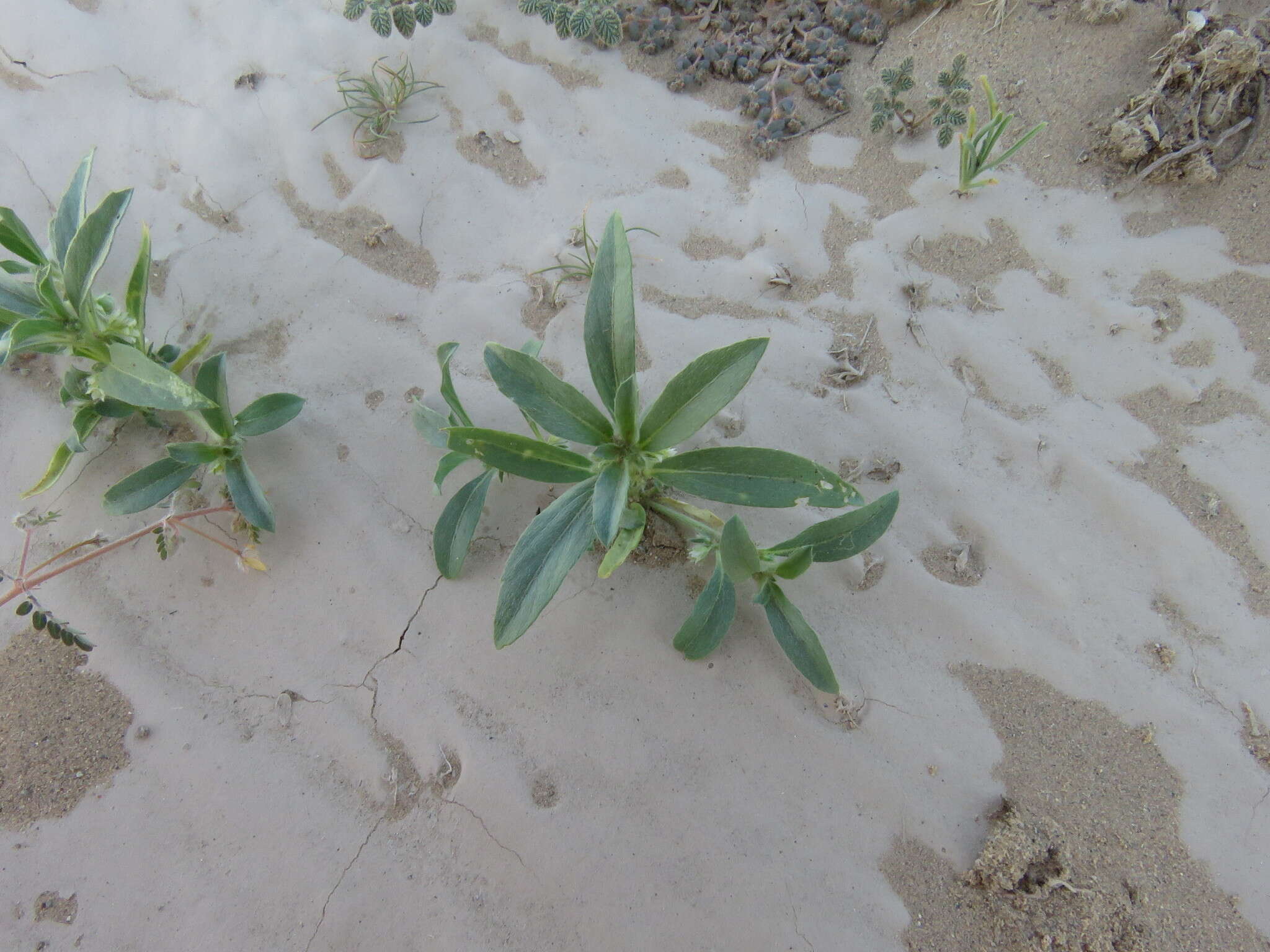 Image of California silverbush