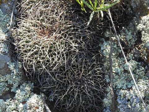 Plancia ëd Mammillaria magnimamma Haw.