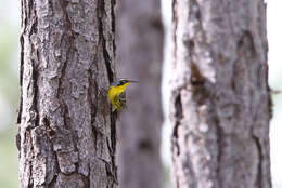 Image of Bahama Warbler