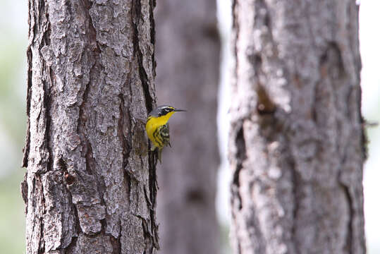 Image of Bahama Warbler