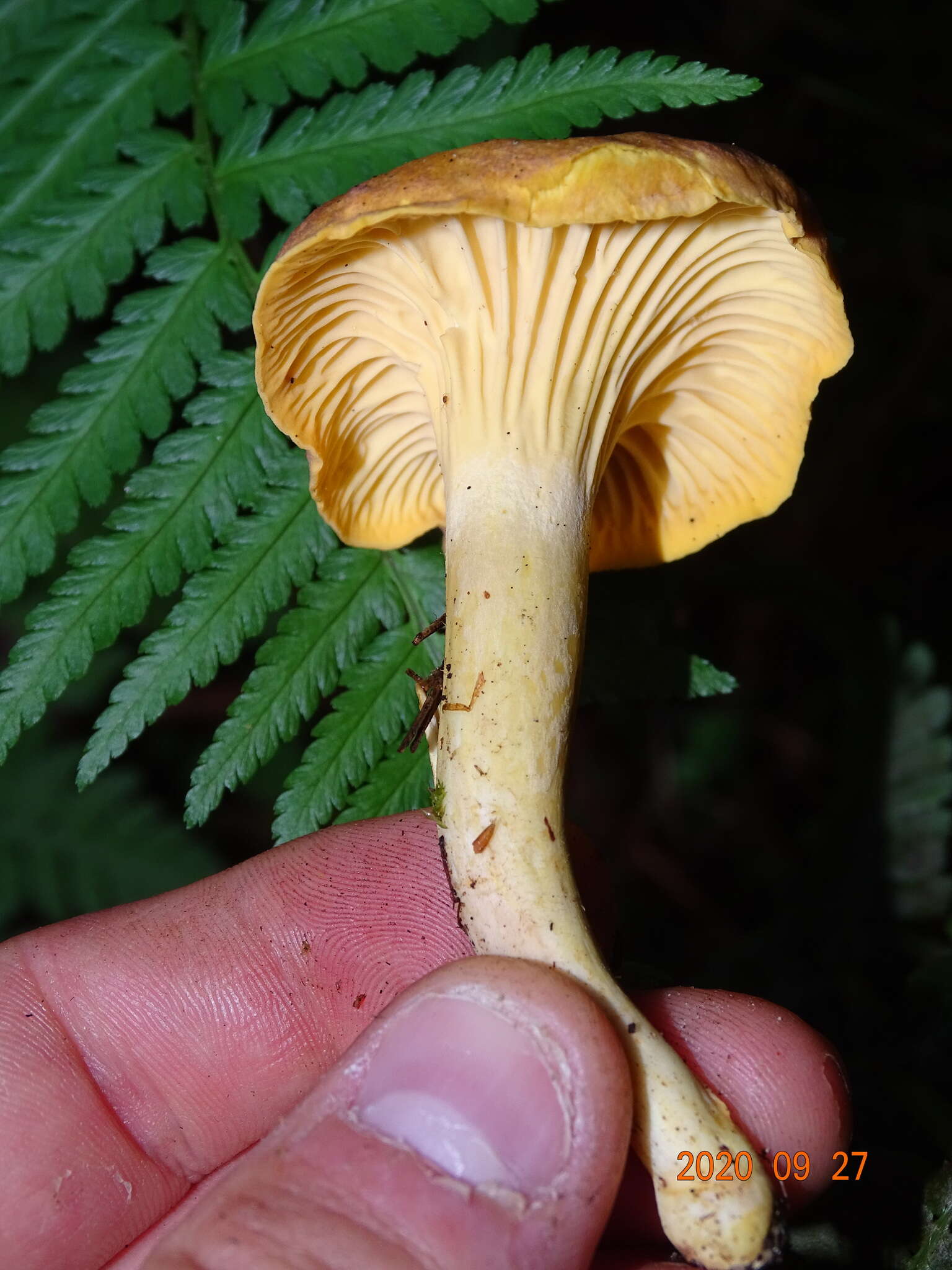 Image of Cantharellus amethysteus (Quél.) Sacc. 1887