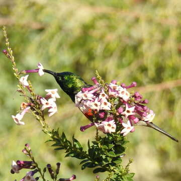 Image of Freylinia densiflora Benth.