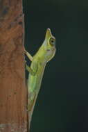 Image of Grenada tree anole