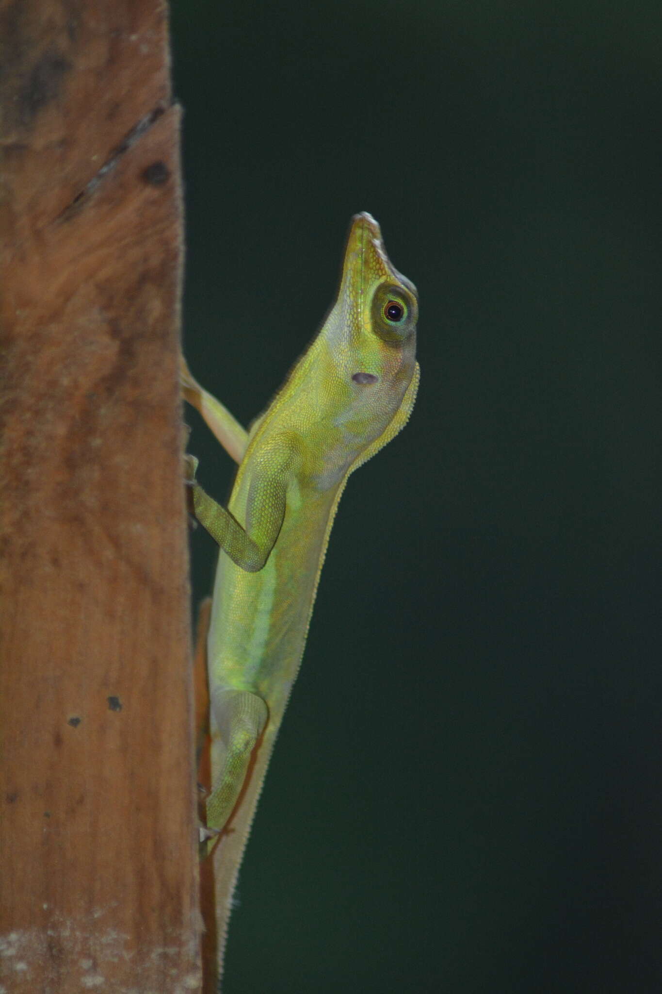 Imagem de Anolis richardii Duméril & Bibron 1837