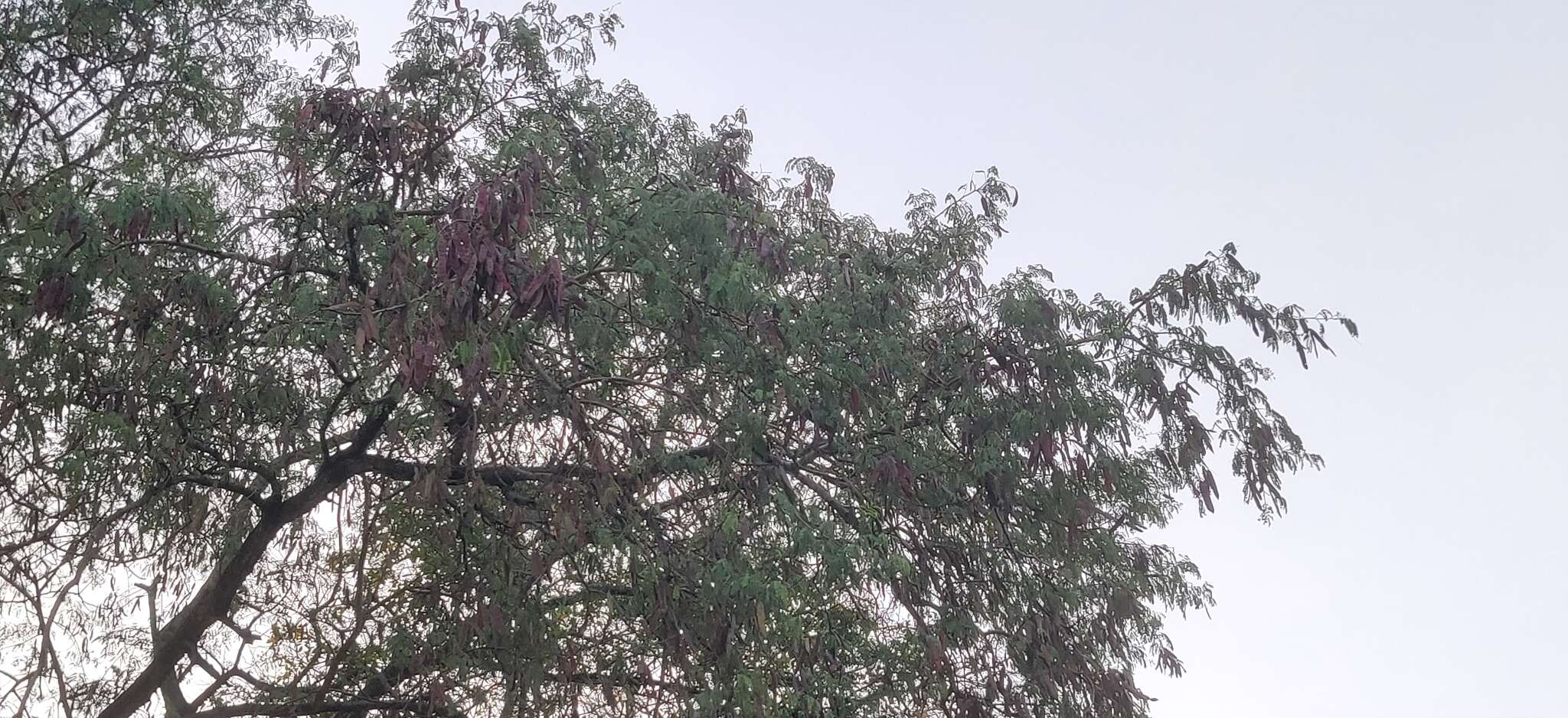 Image of Albizia amara (Roxb.) B. Boivin