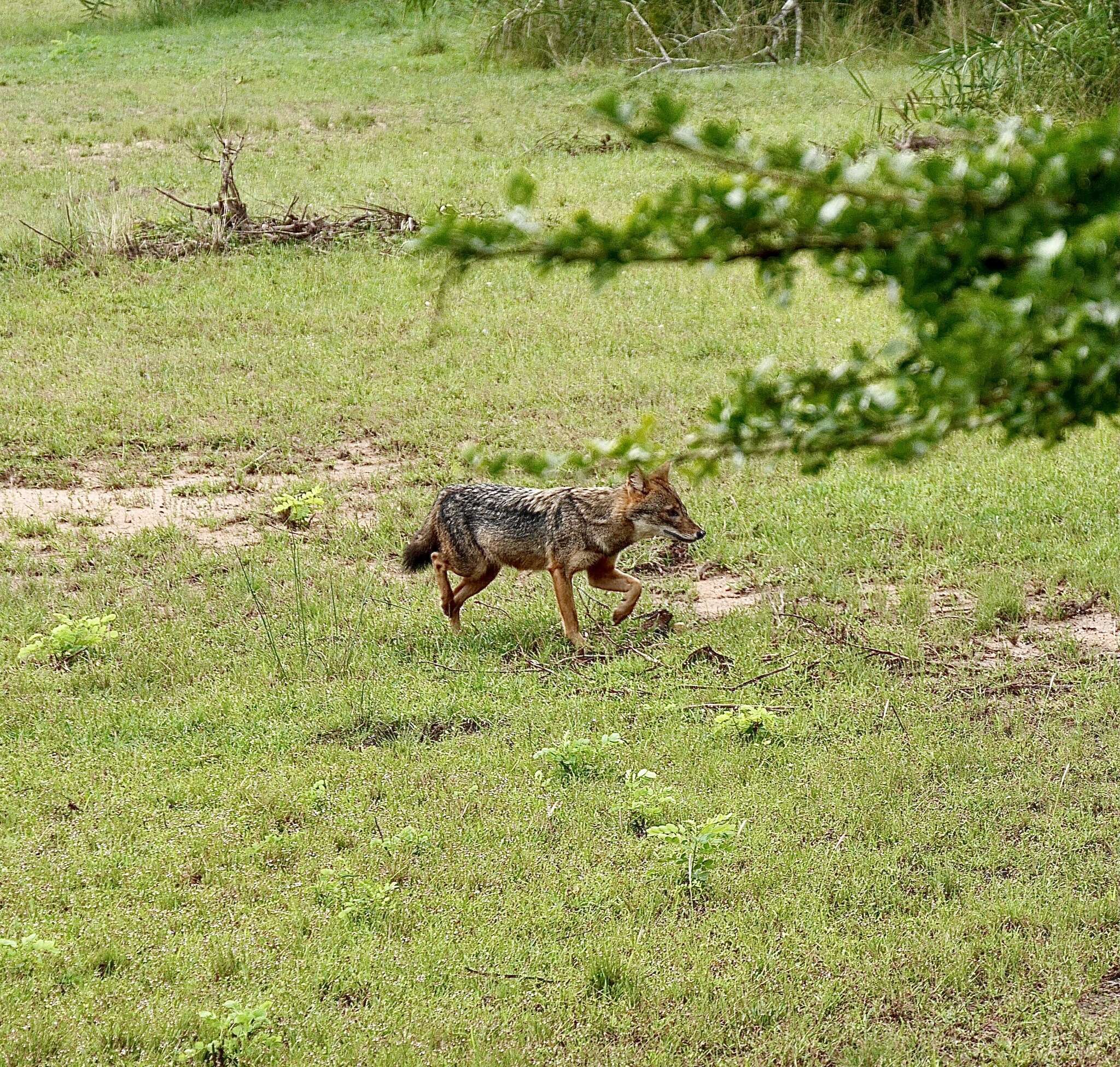 Image of Sri Lankan jackal