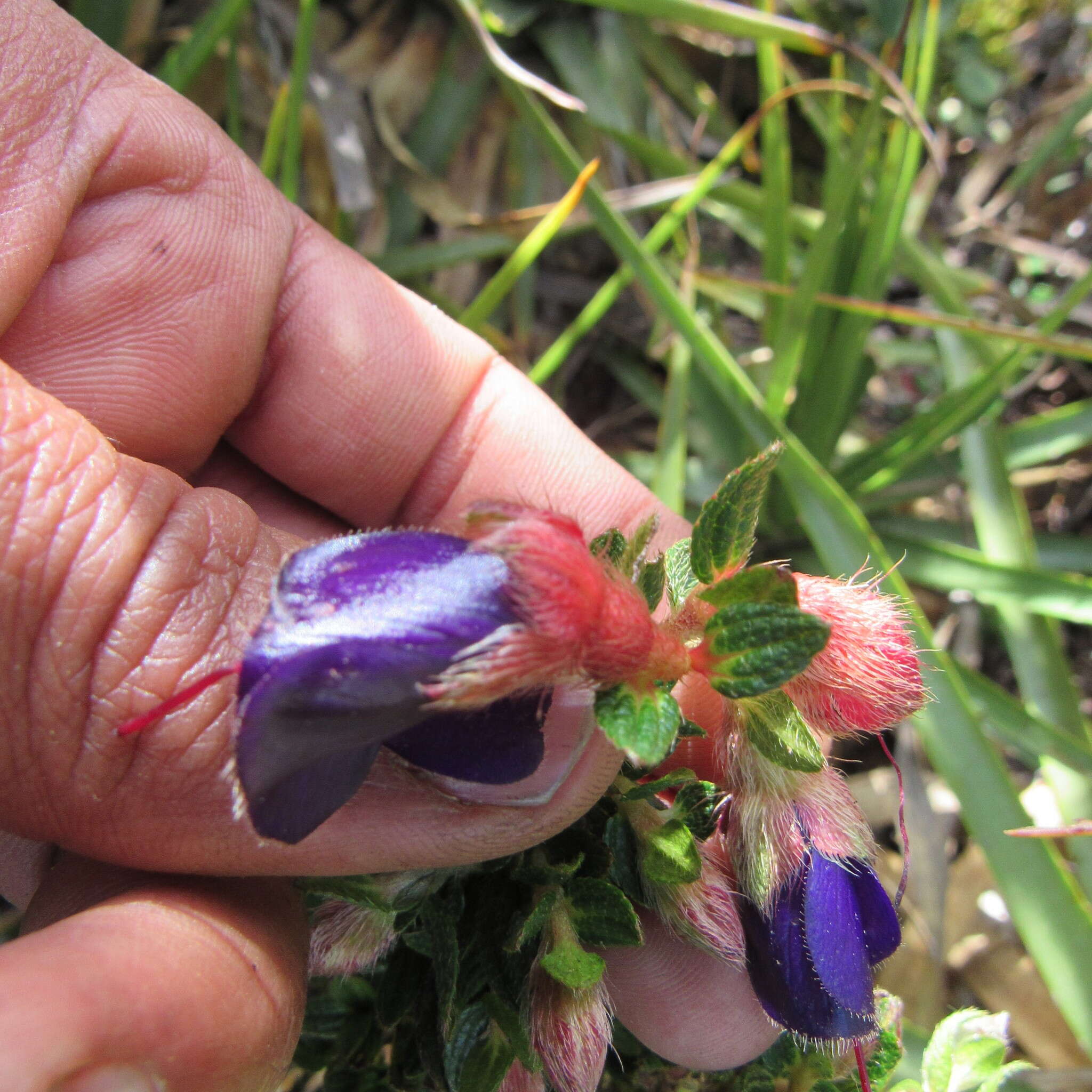 Image de Brachyotum strigosum (L. fil.) Triana