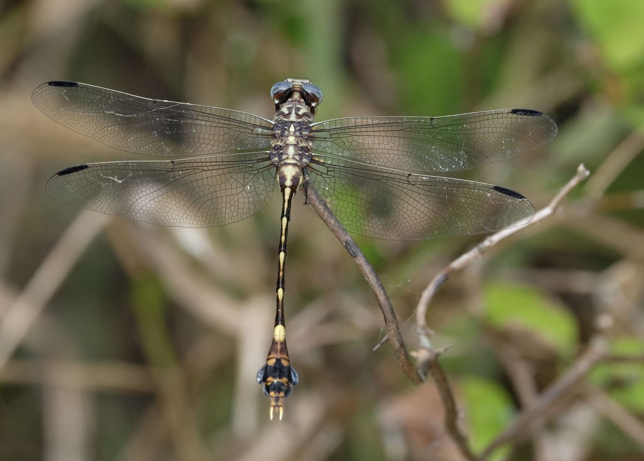 Image of Five-striped Leaftail