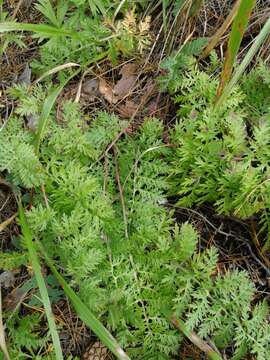 Image of Siberian wormwood