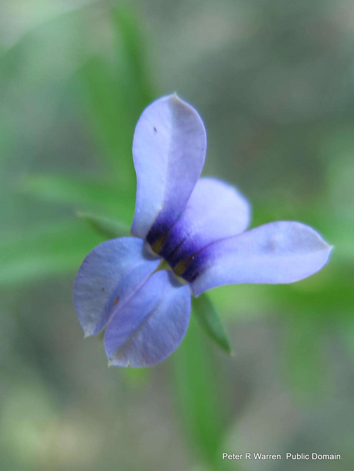 Image of Monopsis stellarioides subsp. stellarioides