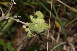 Image of Minthostachys mollis (Benth.) Griseb.