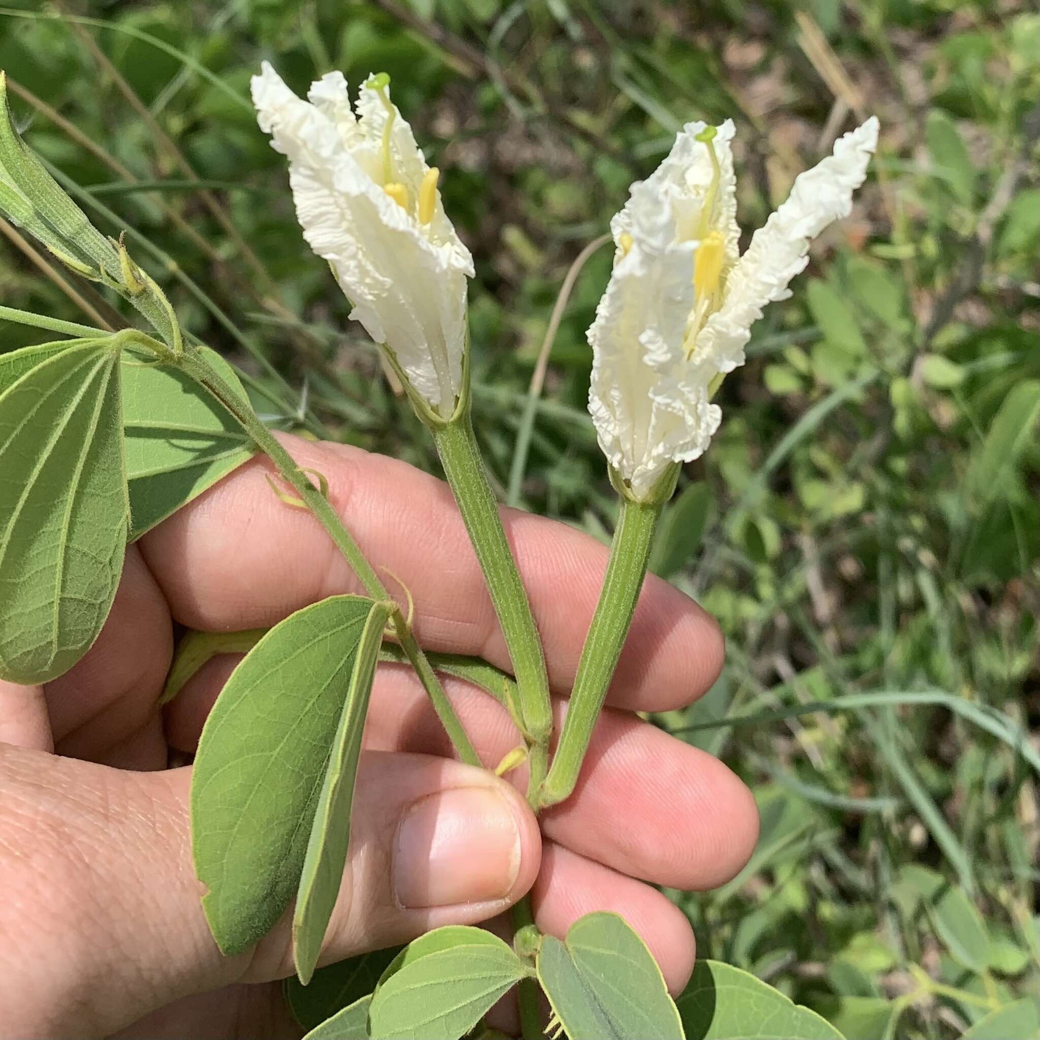 Image of Kalahari bauhinia