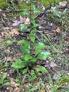 Image of showy goldenrod