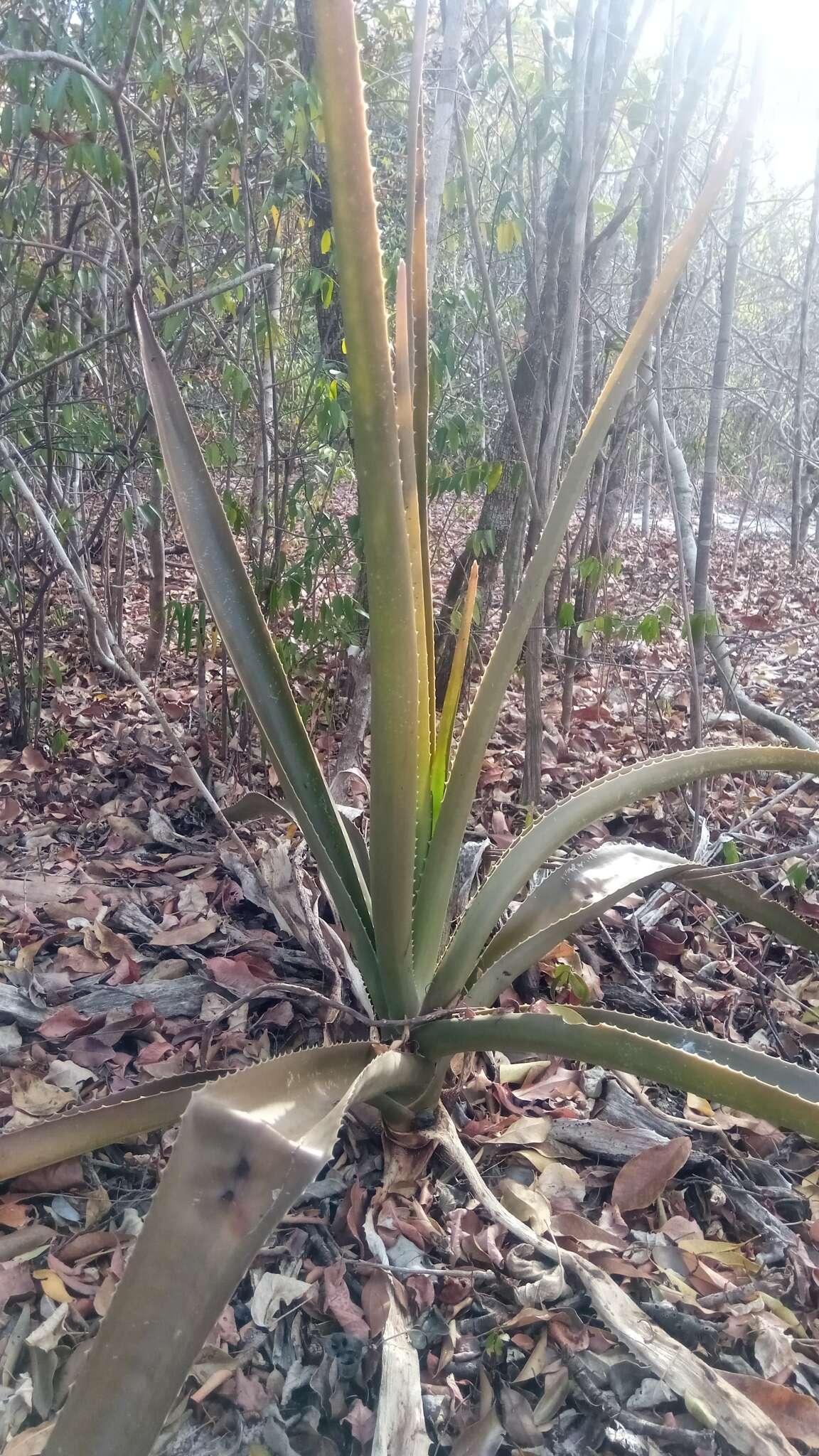 Image of Aloe occidentalis (H. Perrier) L. E. Newton & G. D. Rowley