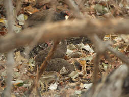 Image of Red-necked Francolin