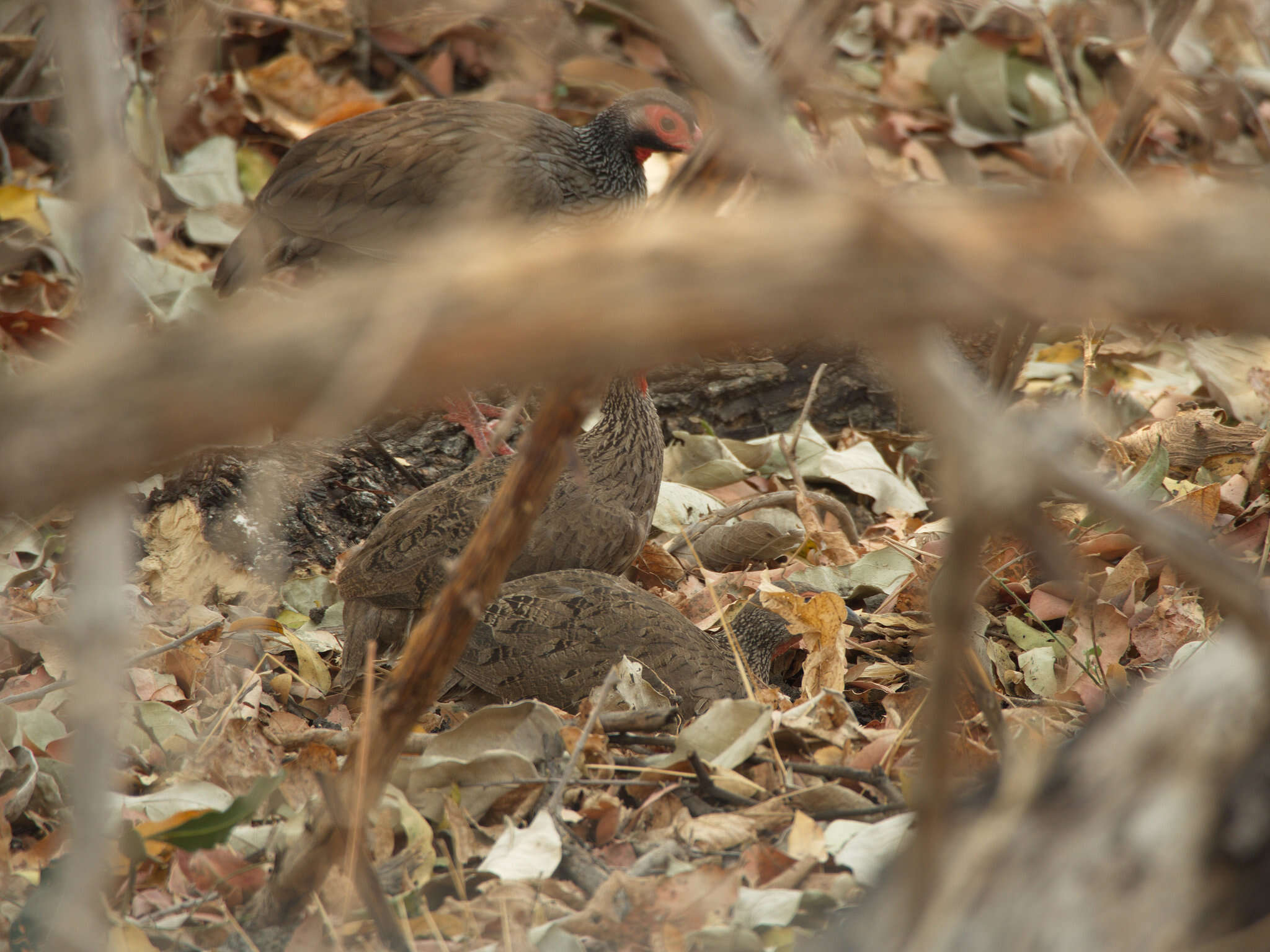 Image of Red-necked Francolin