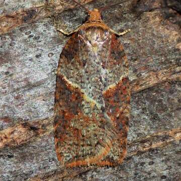 Image of Acleris maccana Treitschke 1835