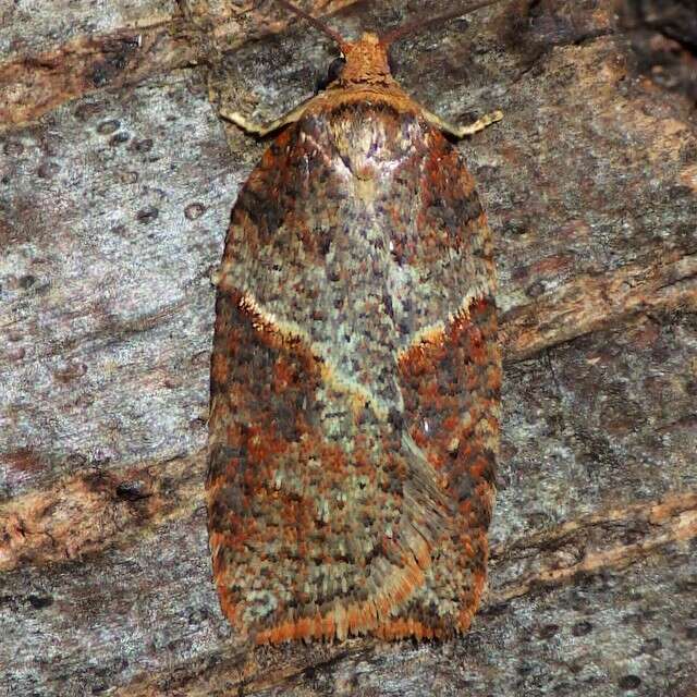 Acleris maccana Treitschke 1835的圖片