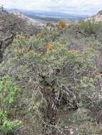 Image of Erythrina breviflora DC.