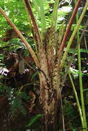 Image of Cyathea costaricensis (Mett. ex Kuhn) Domin