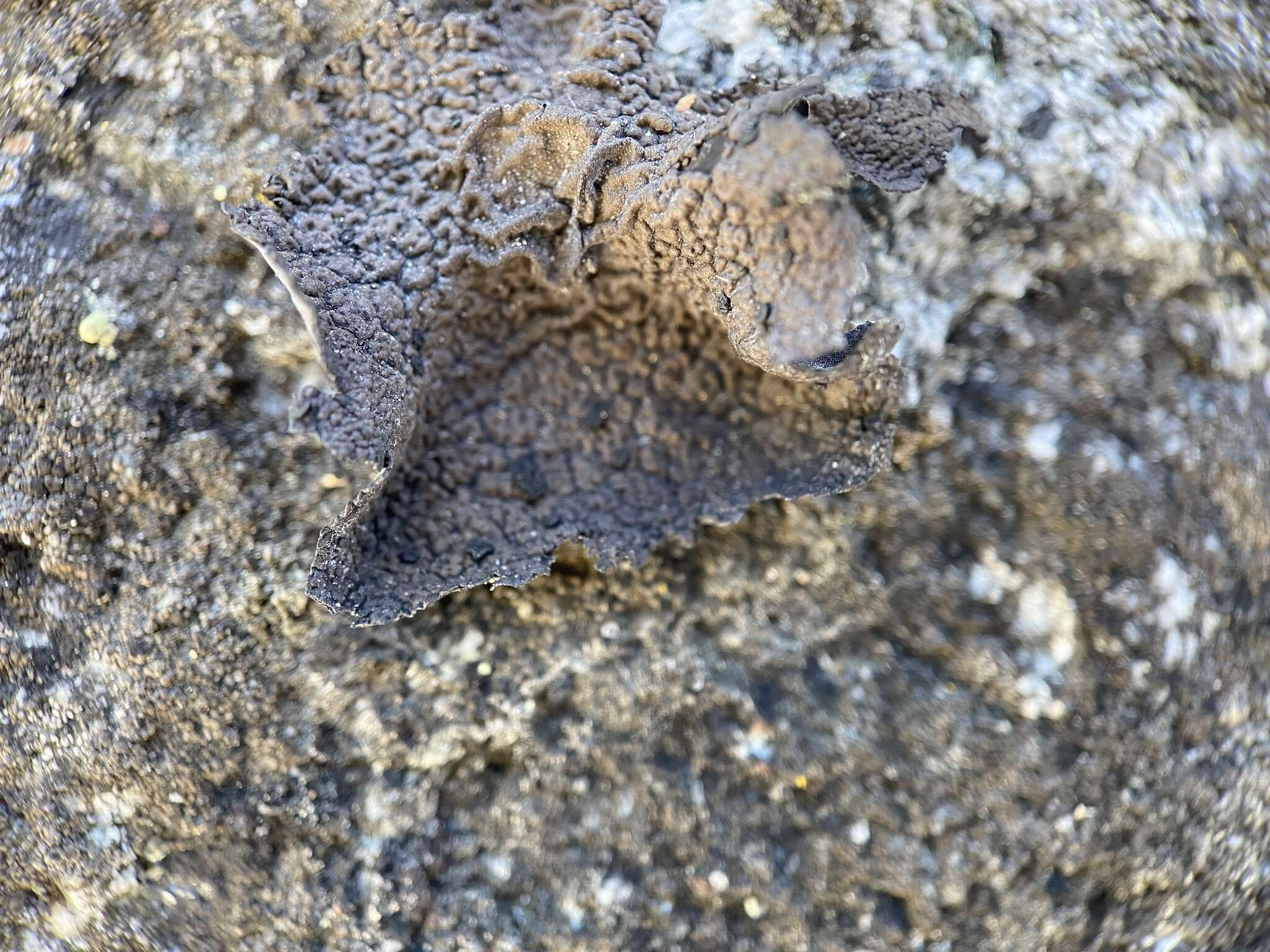 Image of Blistered rock tripe lichen