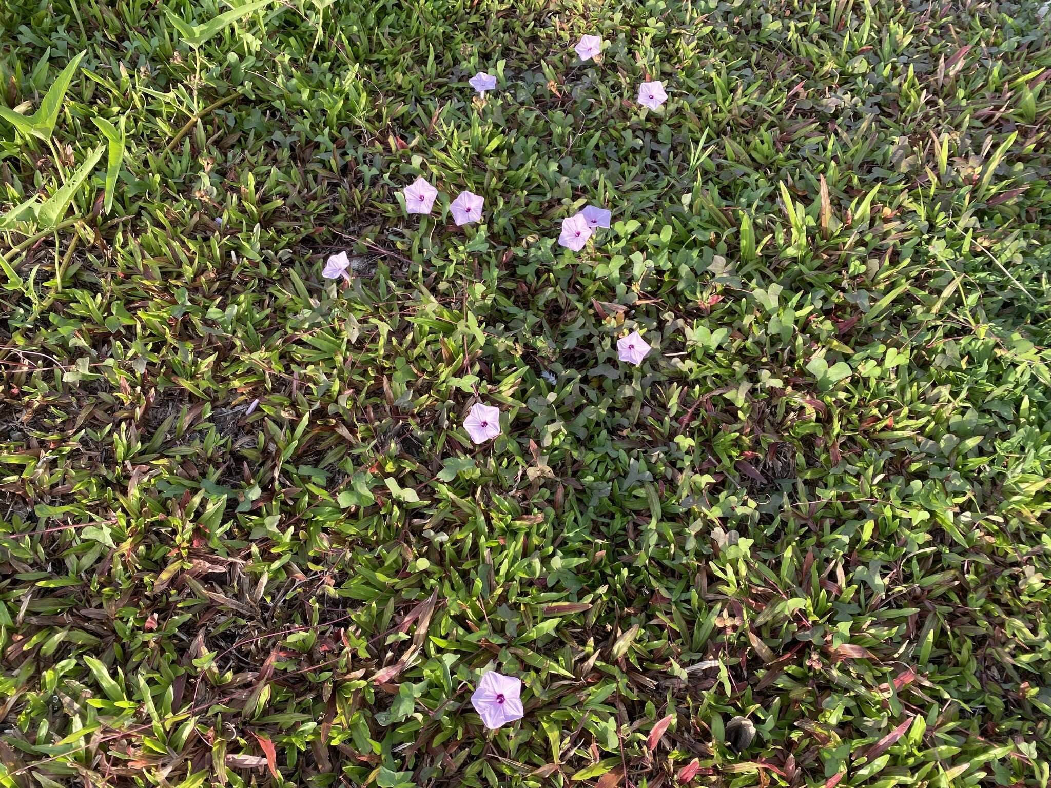 Image of Ipomoea sagittifolia Burm. fil.