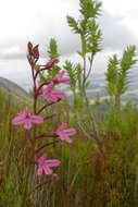 Image de Disa gladioliflora Burch. ex Lindl.