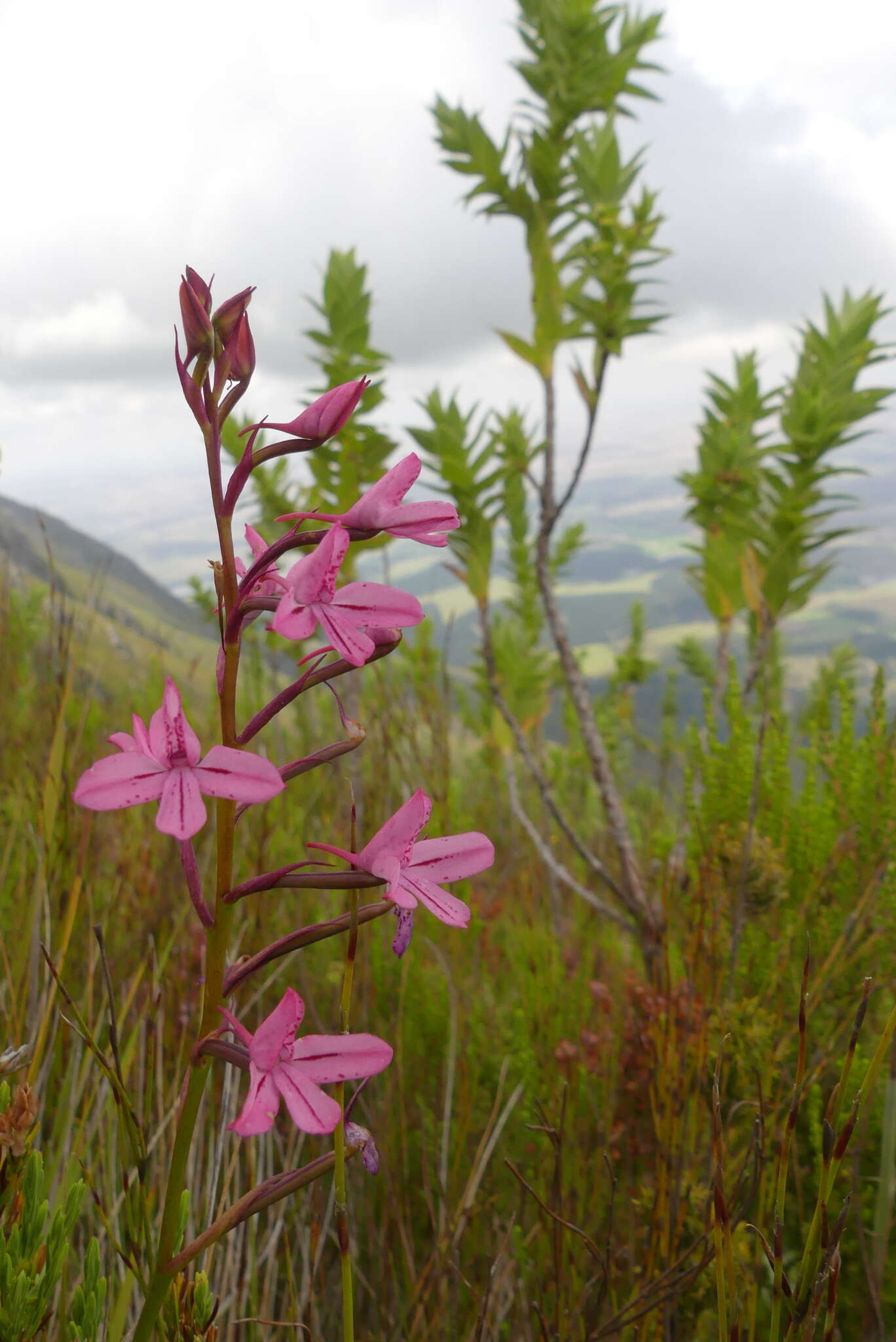 Image de Disa gladioliflora Burch. ex Lindl.