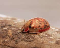 صورة <i>Paropsis charybdis</i>