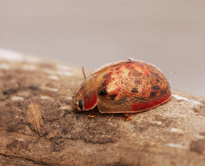 صورة <i>Paropsis charybdis</i>