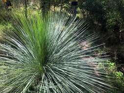 Image of Xanthorrhoea glauca D. J. Bedford