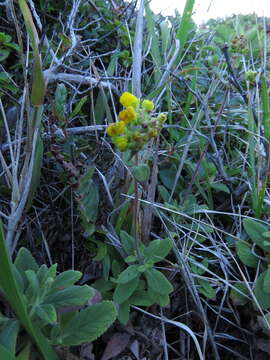 Image of Calceolaria integrifolia Murr.