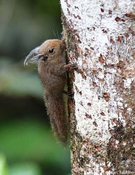 Imagem de Exilisciurus whiteheadi (Thomas 1887)