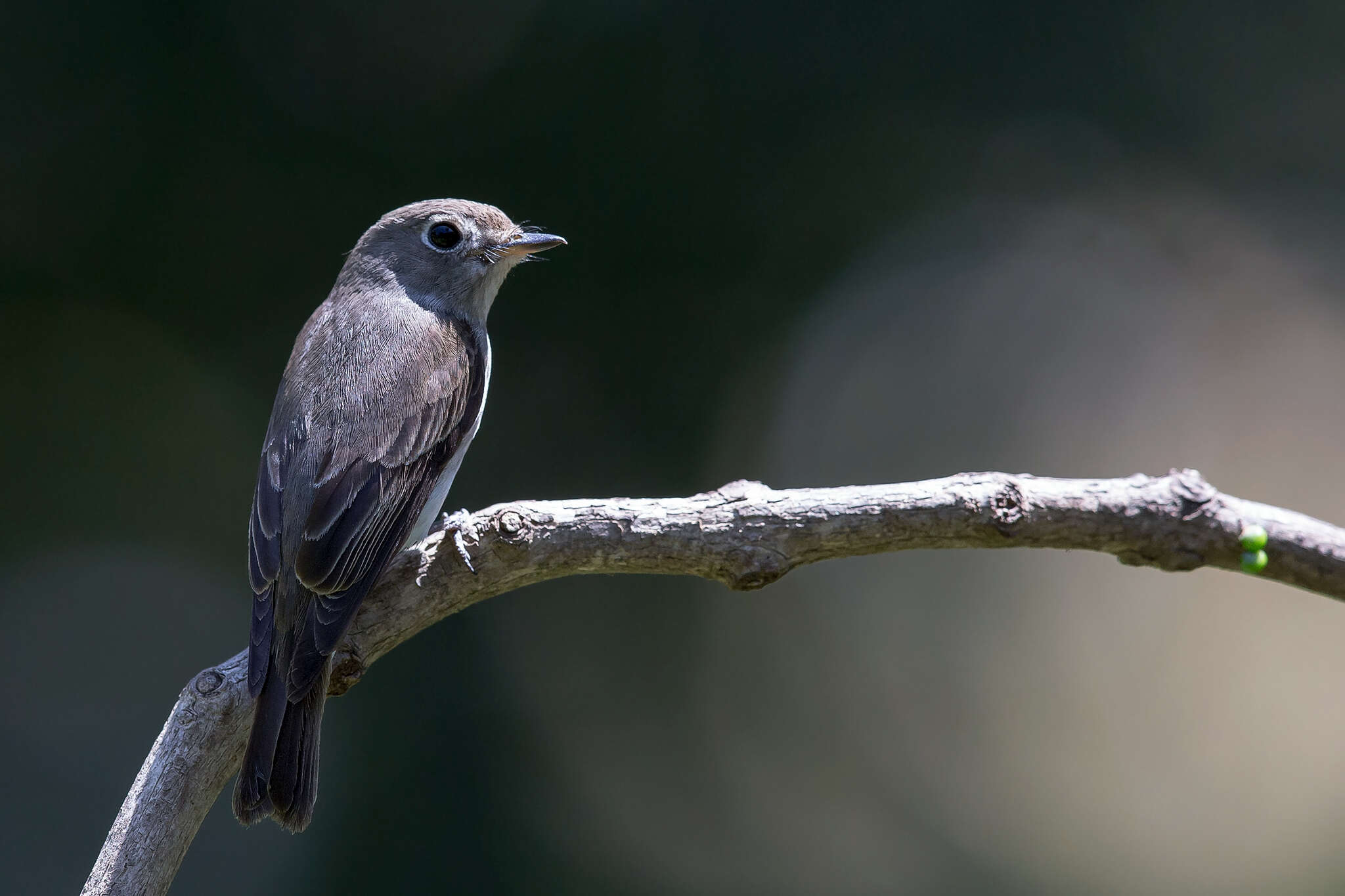 Image of Rusty-tailed Flycatcher