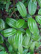 Imagem de Cinnamomum verum J. S. Presl