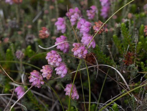 Image of Bog Heather