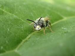 Image de Andrena chrysosceles (Kirby 1802)