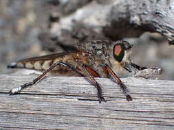 صورة Promachus palmensis Frey 1936