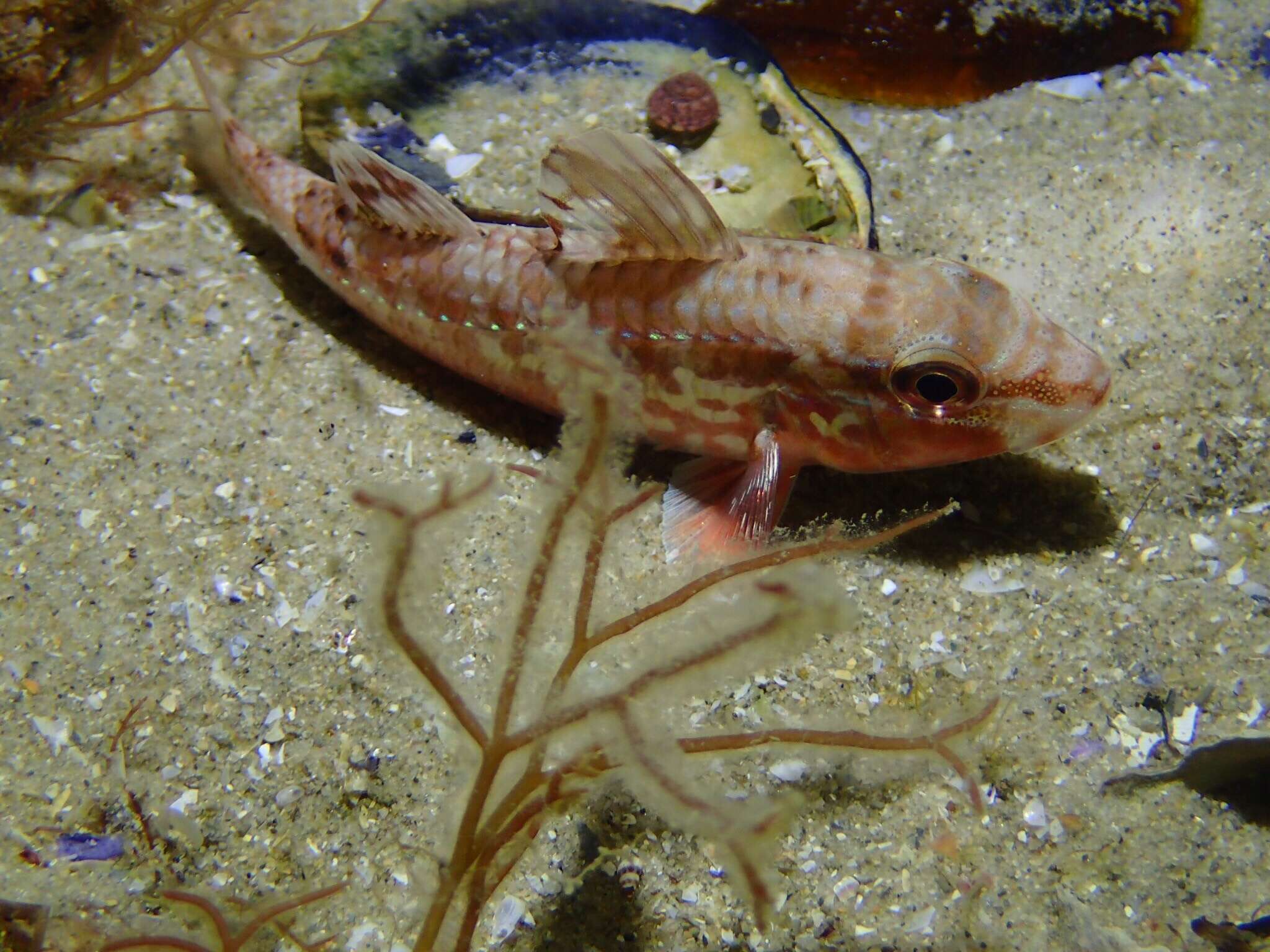 Image of Black-striped goatfish