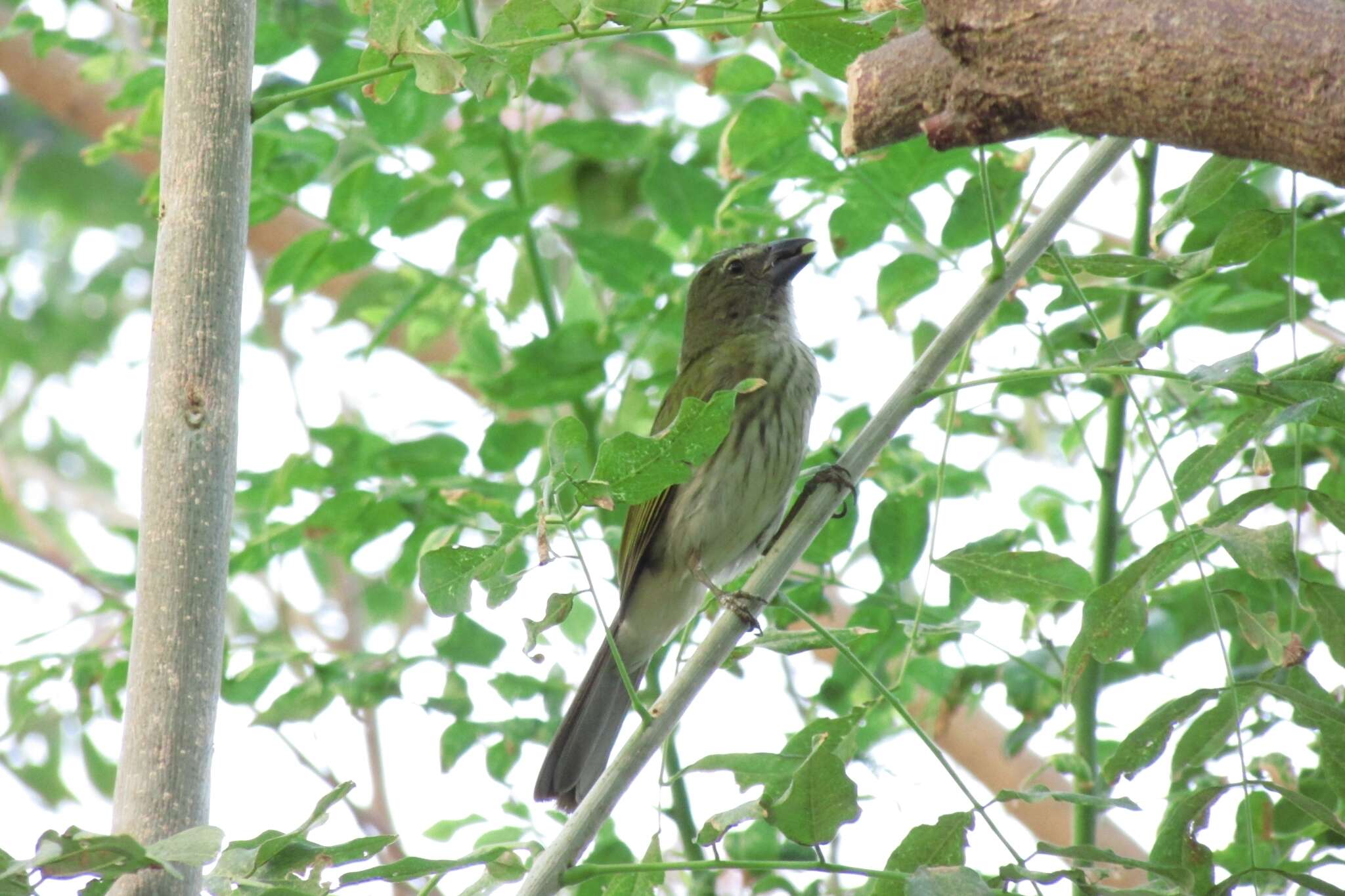 Image of Streaked Saltator