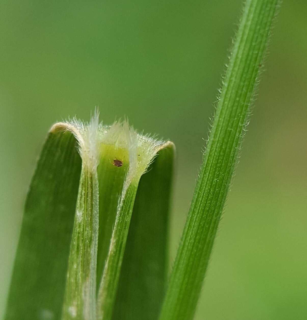 Image of Thurston grass