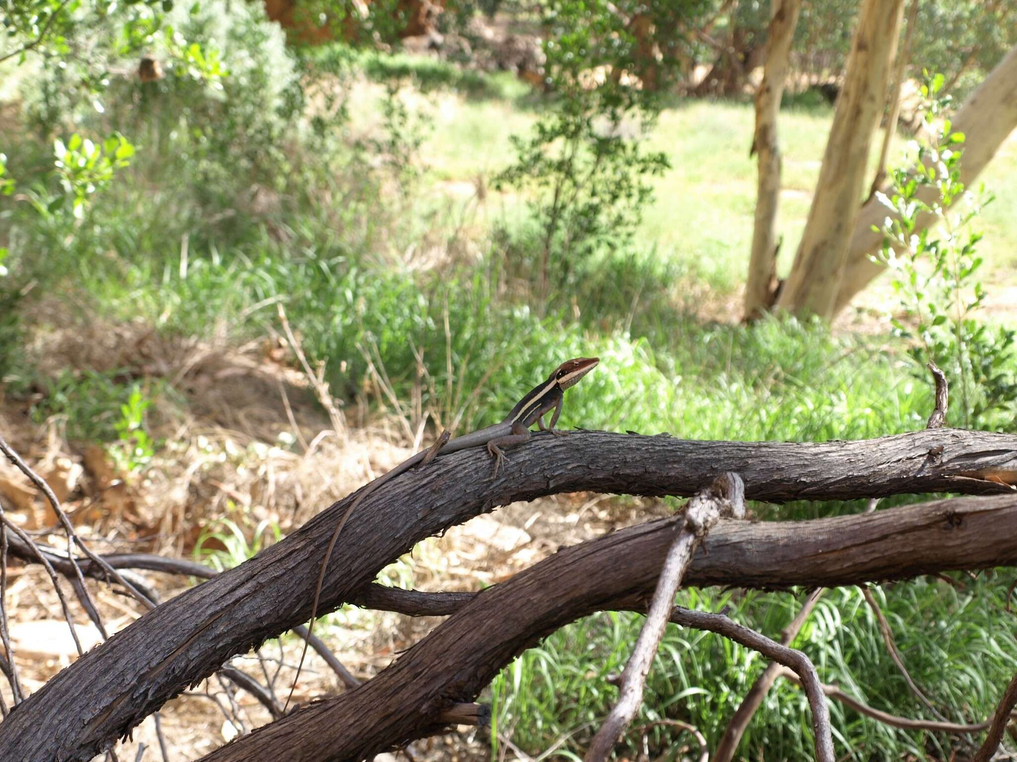 Image of Long-nosed Water Dragon