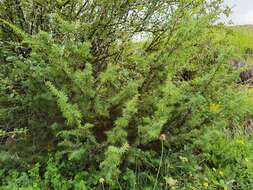 Plancia ëd Juniperus communis var. communis