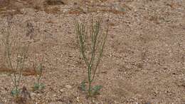 Image of slender woolly buckwheat