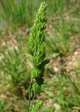 Image of orchardgrass