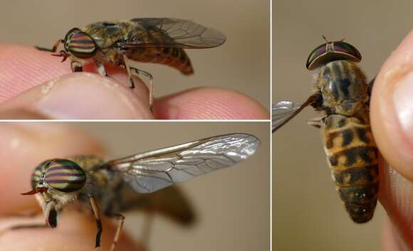 Image of downland horsefly