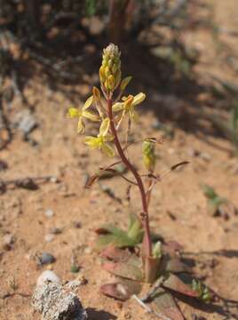 Imagem de Bulbine fallax Poelln.