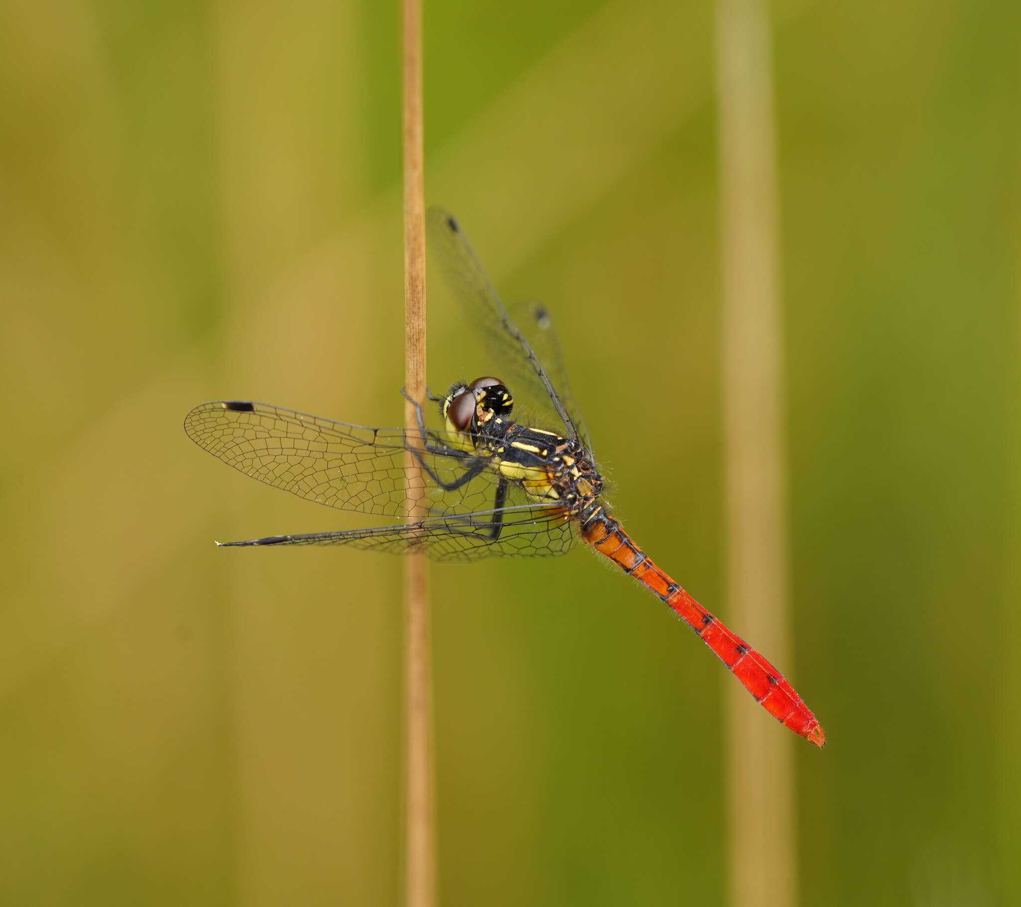 Image of Eastern Pygmyfly