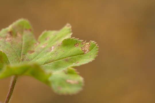 Image of Alchemilla sarmatica Juz.